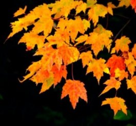 Magazine - Autumn leaves