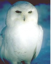 Magazine - Owl white