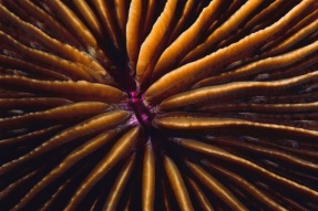 Magazine - Sea Urchins